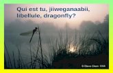 GLOM 2006 Qui est tu, jiiweganaabii, libellule, dragonfly?