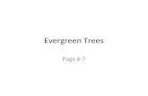 Evergreen Trees Page 6-7. X Cupressocyparis leylandii Leyland Cypress Height: 100’ Spread: Narrow pyramid Scale leaves that are flattened Full Sun Used.