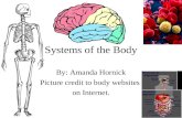 Systems of the Body By: Amanda Hornick Picture credit to body websites on Internet.