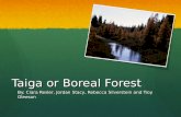 Taiga or Boreal Forest By: Ciara Resler, Jordan Stacy, Rebecca Silverstein and Troy Gleeson.