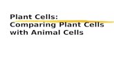 Plant Cells: Comparing Plant Cells with Animal Cells.