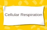 Cellular Respiration What is Cellular Respiration? Respiration is the process by which cells obtain energy from glucose. Cells break down simple food.