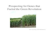 Prospecting for Genes that Fueled the Green Revolution Photo: Taiz and Zeiger, PLANT PHYSIOLOGY 5e.