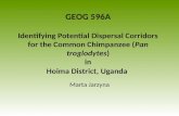 GEOG 596A Identifying Potential Dispersal Corridors for the Common Chimpanzee (Pan troglodytes) in Hoima District, Uganda Marta Jarzyna.