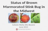 Status of Brown Marmorated Stink Bug in the Midwest Celeste Welty (Ric Bessin) June 2015.