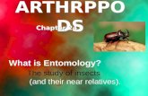 ARTHRPPODS Chapter 24 What is Entomology? The study of insects (and their near relatives).