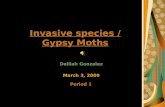 Invasive species / Gypsy Moths Delilah Gonzalez March 3, 2009 Period 1.