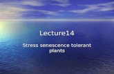 Lecture14 Stress senescence tolerant plants. Development of oxidative stress tolerant plants Under oxidative stress the enzyme superoxide dismutase detoxifies.