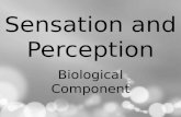 Sensation and Perception Biological Component. The Five Sense.