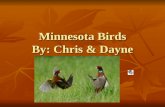 Minnesota Birds By: Chris & Dayne. Common Loon (Gavia immer) Food- Fish; some other aquatic vertebrates and invertebrates Food- Fish; some other aquatic.