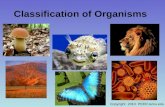 Copyright 2010. PEER.tamu.edu Classification of Organisms.