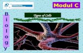 Types of Cells BiologyBiology Modul C.  The Cell(lat. cellula) The structural, functional and biological unit of all organisms. (apart from viruses)organisms.
