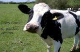By: Elizabeth Johnson Dairy Cattle By: Elizabeth Johnson.