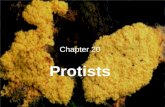 Chapter 20 Protists. I.Protists are divided into 3 groups: 1. Animallike- must absorb food 2. Plantlike- make own food. 3. Funguslike.