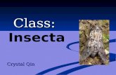 Class: Class: Insecta Crystal Qin. Hey everybody, I’m looking for my perfect mate! I’m unique, special, and sure to keep you on your feet. My class is.