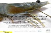 Aquaculture 2015, 20th-22th July, Brisbane Orange gills in Litopenaeus stylirostris: a new phenomenon in caledonian shrimp ponds Wabete N. 1, Lemonnier.