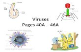Viruses Pages 40A – 46A. What is a virus? A virus is a tiny, non-living particle that enters and then reproduces inside a living cell. No organism is.