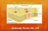 The Cell Membrane 1 Gateway Across the Cell. Functions of Plasma Membrane 2  Protective barrier Regulate transport in & out of cell (selectively permeable)