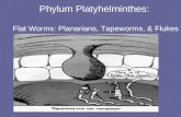 Phylum Platyhelminthes: Flat Worms: Planarians, Tapeworms, & Flukes.