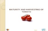 1 MATURITY AND HARVESTING OF TOMATO Next. 2 MATURITY AND HARVESTING OF TOMATO Introduction Tomato is considered as a most important fruit vegetable of.