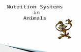 Nutrition Systems in Animals. 28/10/12 Nutrition intakeoutside -the intake of SUBSTANCES from outside- To grow To renew our body To get energy To move.