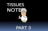 TISSUES NOTES PART 3. List the body organization terms in the correct order. The correct order of body organization is: atoms – molecules – cells – tissues.