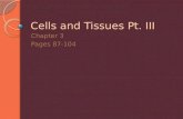 Cells and Tissues Pt. III Chapter 3 Pages 87-104.