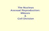 The Nucleus Asexual Reproduction: Mitosis & Cell Division.