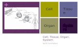 + Cell, Tissue, Organ, System Sarah Cunningham Cell Tissue OrganSystem.