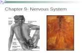 Chapter 9- Nervous System. Lecture  Nerves, Neurons and Neuroglia  CNS and PNS  Function of the Nervous System  Supporting Cells (Neuroglial Cells)