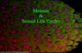 Meiosis & Sexual Life Cycles .