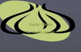 Garlic Plants By: Kaitlin Keenan. Big Question ► Will garlic grow faster in potting soil or compost. ► I thought of this question because I was wondering.