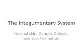 The Integumentary System Normal skin, Genetic Defects, and Scar Formation.