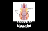 Endocrine Blueprint PANCE Blueprint. Diseases of Thyroid Hyperparathyroidism- Should be suspected when high serum calcium levels are detected Primary.