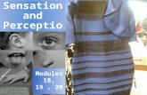Sensation and Perception Modules 18, 19, 20. What we’ll sense and perceive… in this chapter:  Sense:  especially vision and hearing  smell, taste,