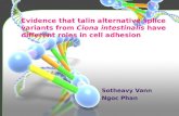 Evidence that talin alternative splice variants from Ciona intestinalis have different roles in cell adhesion.