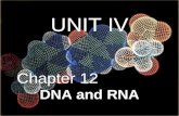 UNIT IV Chapter 12 DNA and RNA. DNA and RNA I. DNA- deoxyribonucleic acid A. History of DNA as Genetic Material “code of life” 1. Griffith and Transformation.