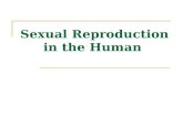 Sexual Reproduction in the Human. Learning objectives Outline the stages in the menstrual cycle Discuss the role of hormones in the menstrual cycle Discuss.