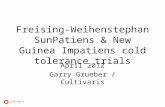 Freising-Weihenstephan SunPatiens & New Guinea Impatiens cold tolerance trials April 2012 Garry Grueber / Cultivaris.