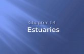 Estuaries.  An estuary is a semi-enclosed body of water that has a free connection with the sea.