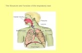 The Structure and Function of the respiratory tract.