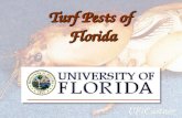 Turf Pests of Florida Florida. Life Cycle of Chinch Bug Incomplete (gradual) metamorphosis Incomplete (gradual) metamorphosis Egg 6 Nymphal Stages Adult.
