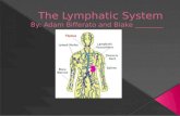 The lymphatic system is the drainage system in the body. It is also the immune system. The organs are as follows; The bone marrow, spleen, thymus gland,