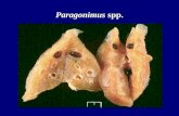 Paragonimus spp.. Paragonimus westermani Definitive HostsDefinitive Hosts.