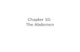 Chapter 10: The Abdomen. Anatomy of Abdomen Anatomy and Physiology of the Abdominal Wall and Pelvis.