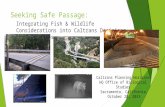 Seeking Safe Passage: Integrating Fish & Wildlife Considerations into Caltrans Decisions and Processes Caltrans Planning Horizons HQ Office of Biological.