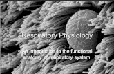 Basics of the Respiratory System Respiration What is respiration? –Respiration = the series of exchanges that leads to the uptake of oxygen by the cells,