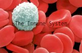 The Immune System. Vocabulary! 1.Pathogen 2.Immune System 3.Mucous Membrane 4.Phagocytes 5.Spleen 6.Lymph Nodes 7.Antigen 8.Histamine 9.Autoimmune Disease.