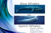 Blue Whales vs. Sperm Whales Tagwana Webster EDUC - 517 August 24, 2015.