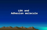 LDA and Adhesion molecule. 1.LDA ， CD ， CAM 2.Functional molecule and human leukocyte differentiation antigen on immunocyte surface 3. Clinical application.